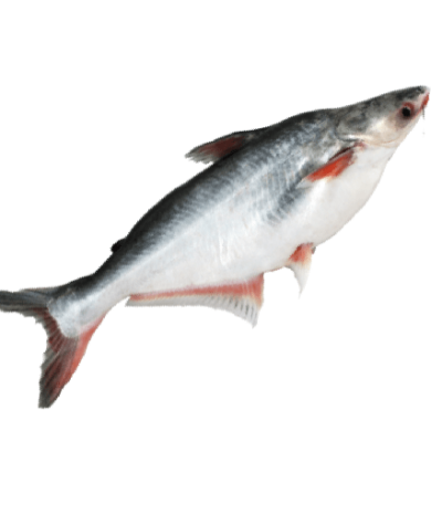 Whole Pangus Fish