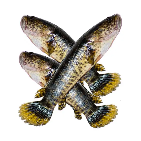 Taki Fish