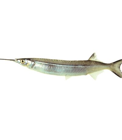 Kaikka