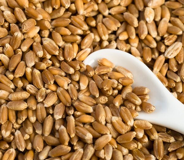 Hard Wheat Best Price in Canada